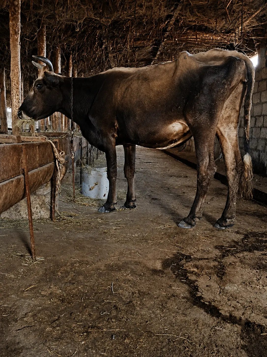 BALALI İNƏK — Heyvanlar, Quşlar, Balıqlar, Xırdalan