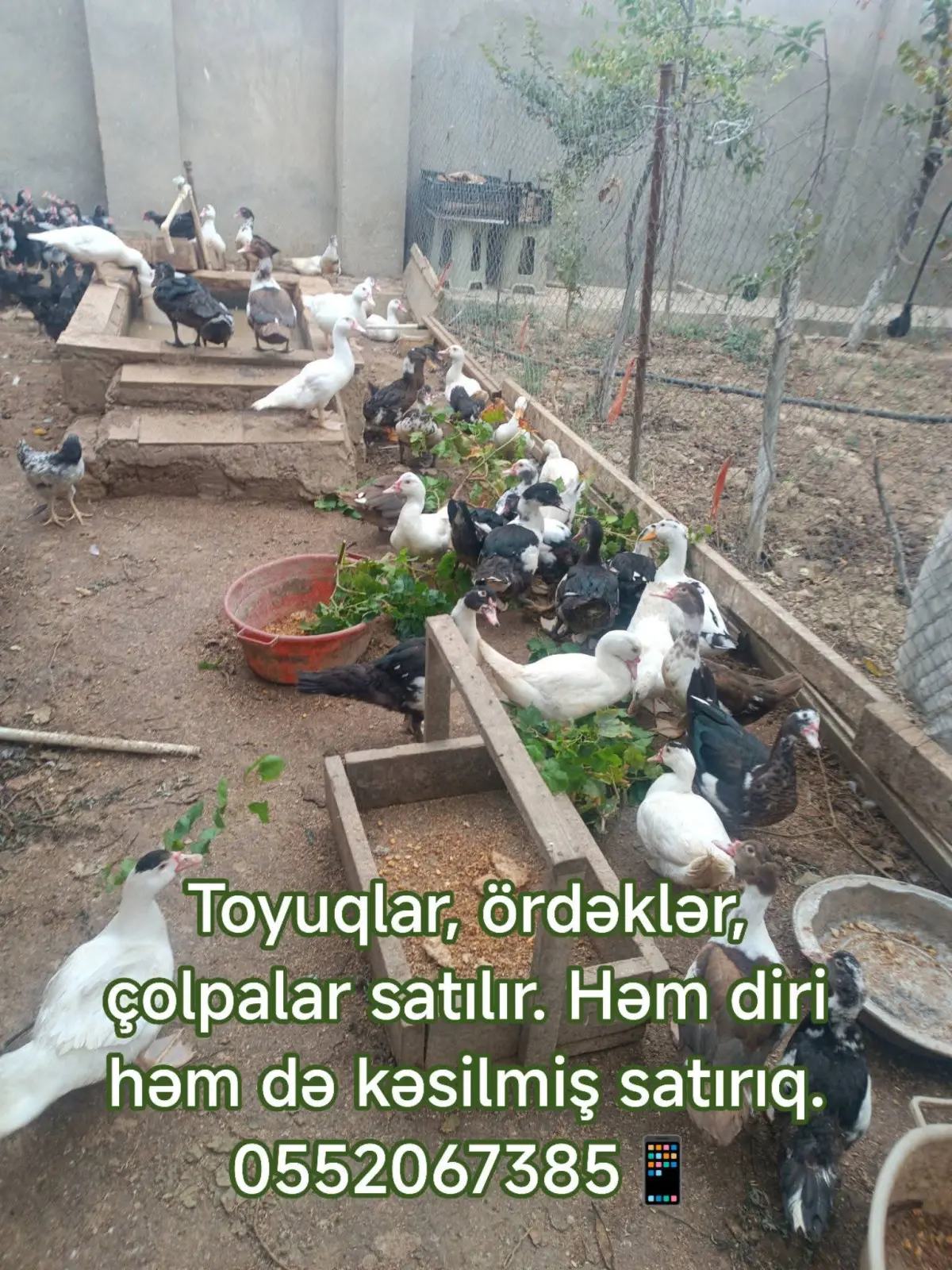 TOYUQ ƏTİ — Heyvanlar, Quşlar, Balıqlar, Bakı