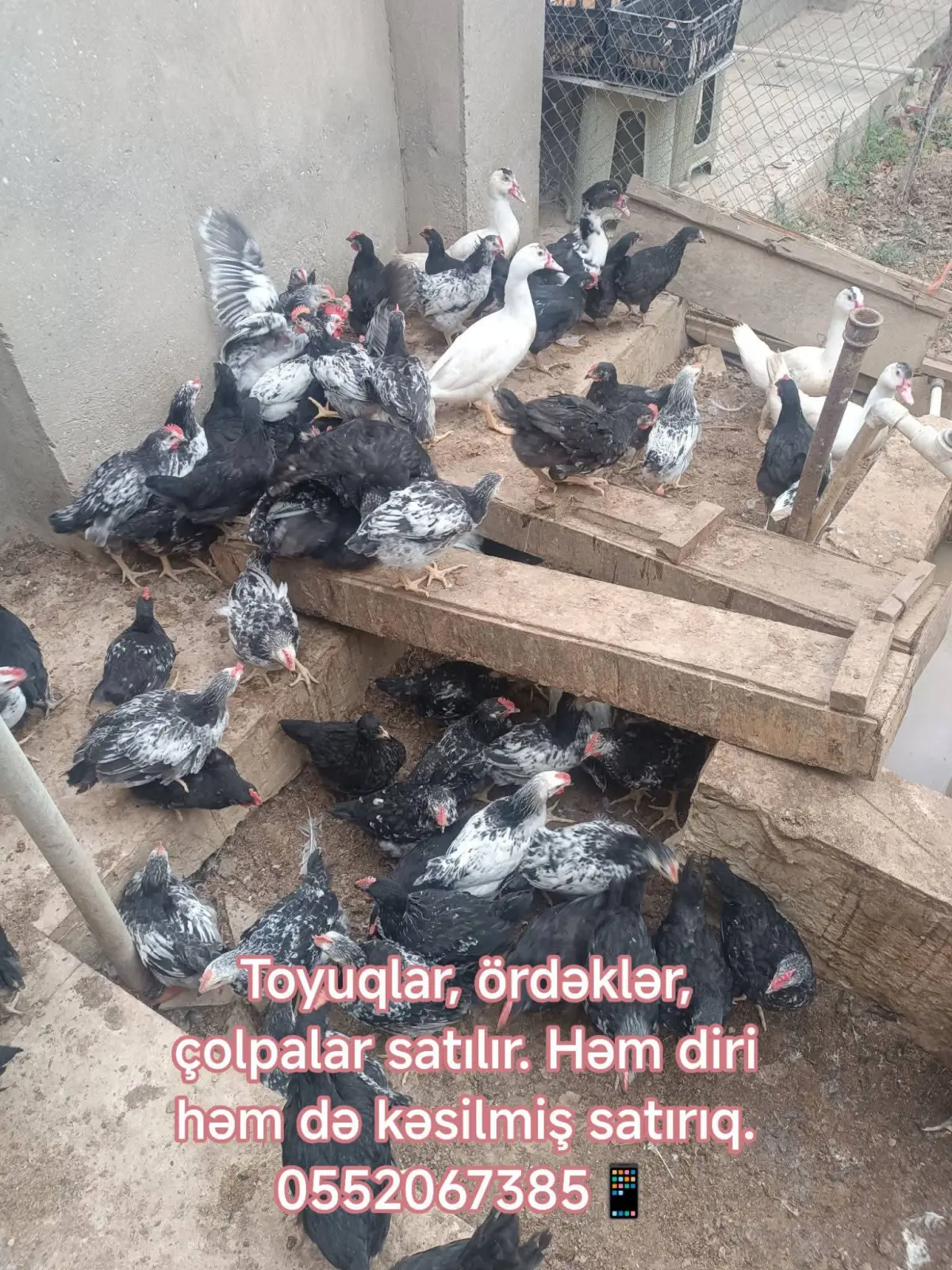 TOYUQ ƏTİ — Heyvanlar, Quşlar, Balıqlar, Bakı