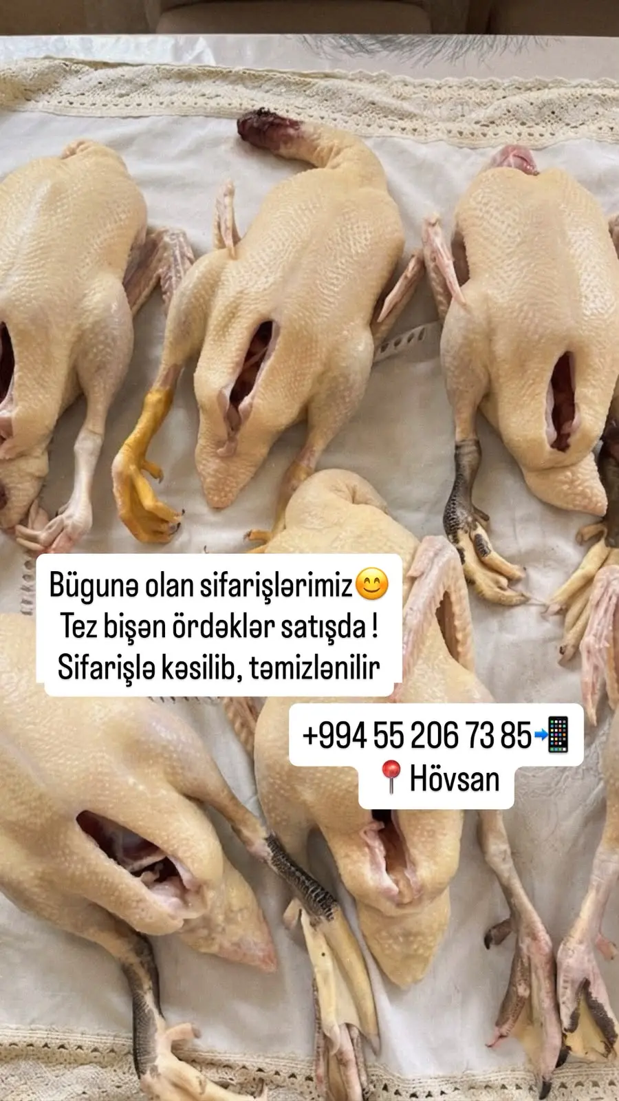 Ördək əti — Heyvanlar, Quşlar, Balıqlar, Bakı