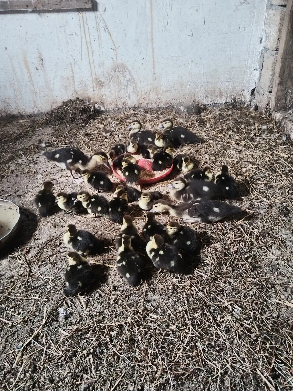 ÖRDƏK — Heyvanlar, Quşlar, Balıqlar, Lənkəran