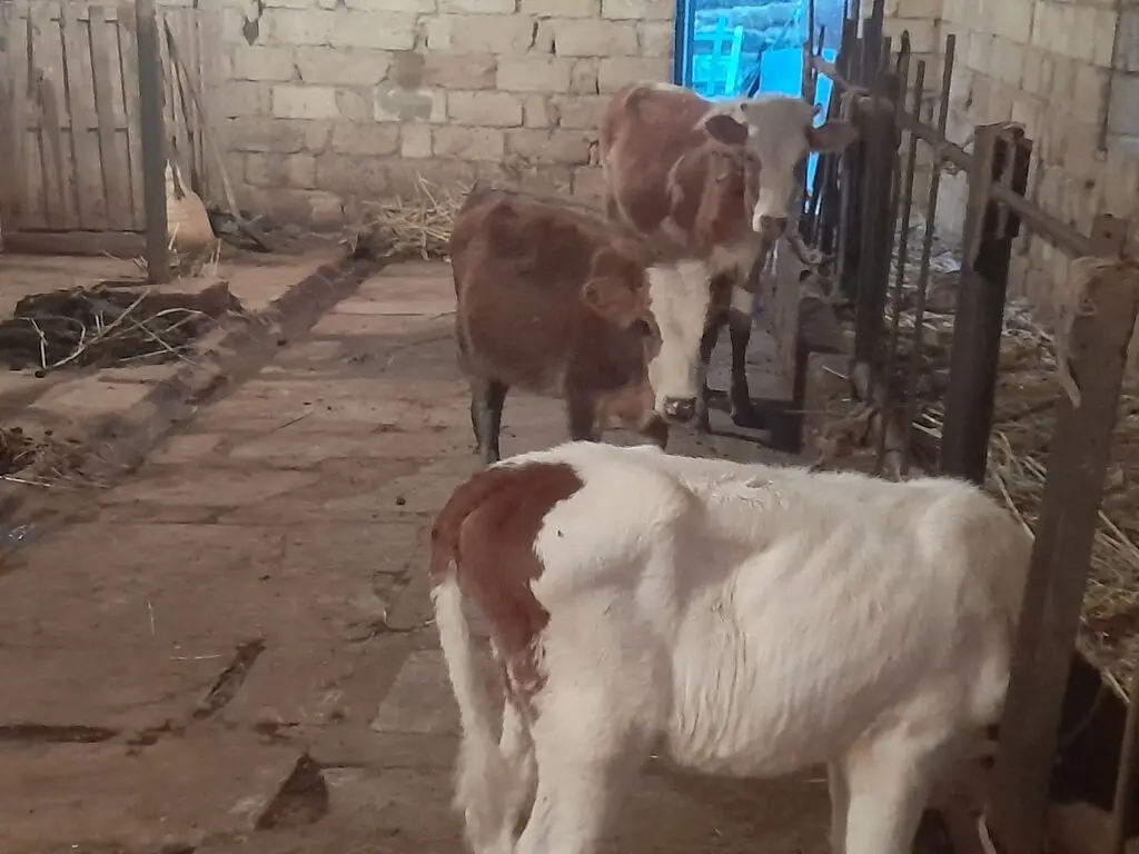 buzovlar — Heyvanlar, Quşlar, Balıqlar, Bakı