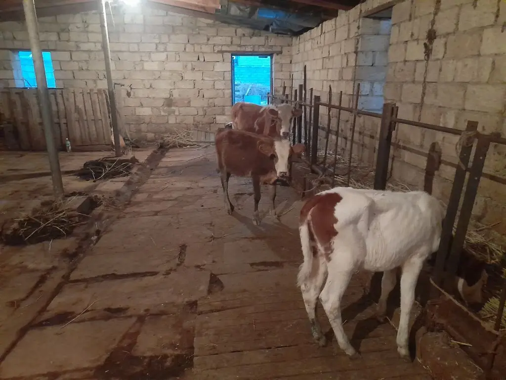 buzovlar — Heyvanlar, Quşlar, Balıqlar, Bakı
