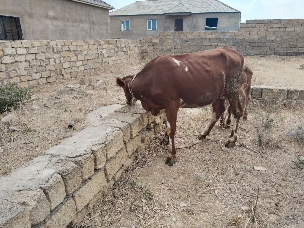 BALALI İNƏK — Heyvanlar, Quşlar, Balıqlar, Bakı