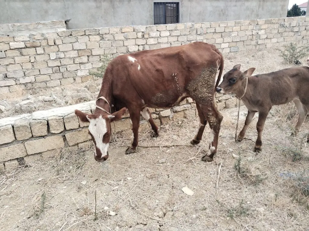 BALALI İNƏK — Heyvanlar, Quşlar, Balıqlar, Bakı