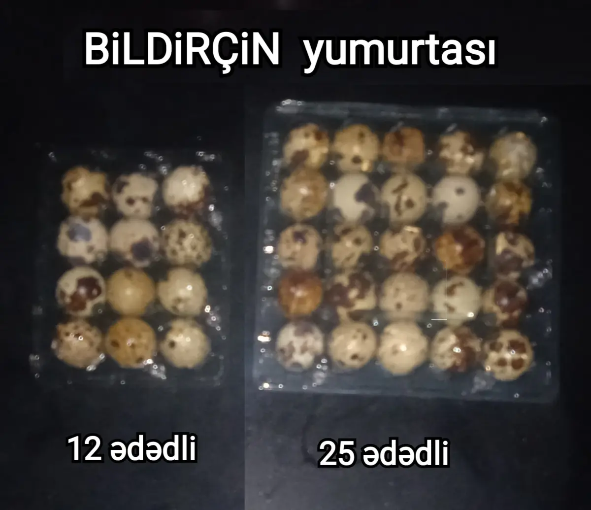 BiLDİRÇİN YUMURTASI — Heyvanlar, Quşlar, Balıqlar, Bakı
