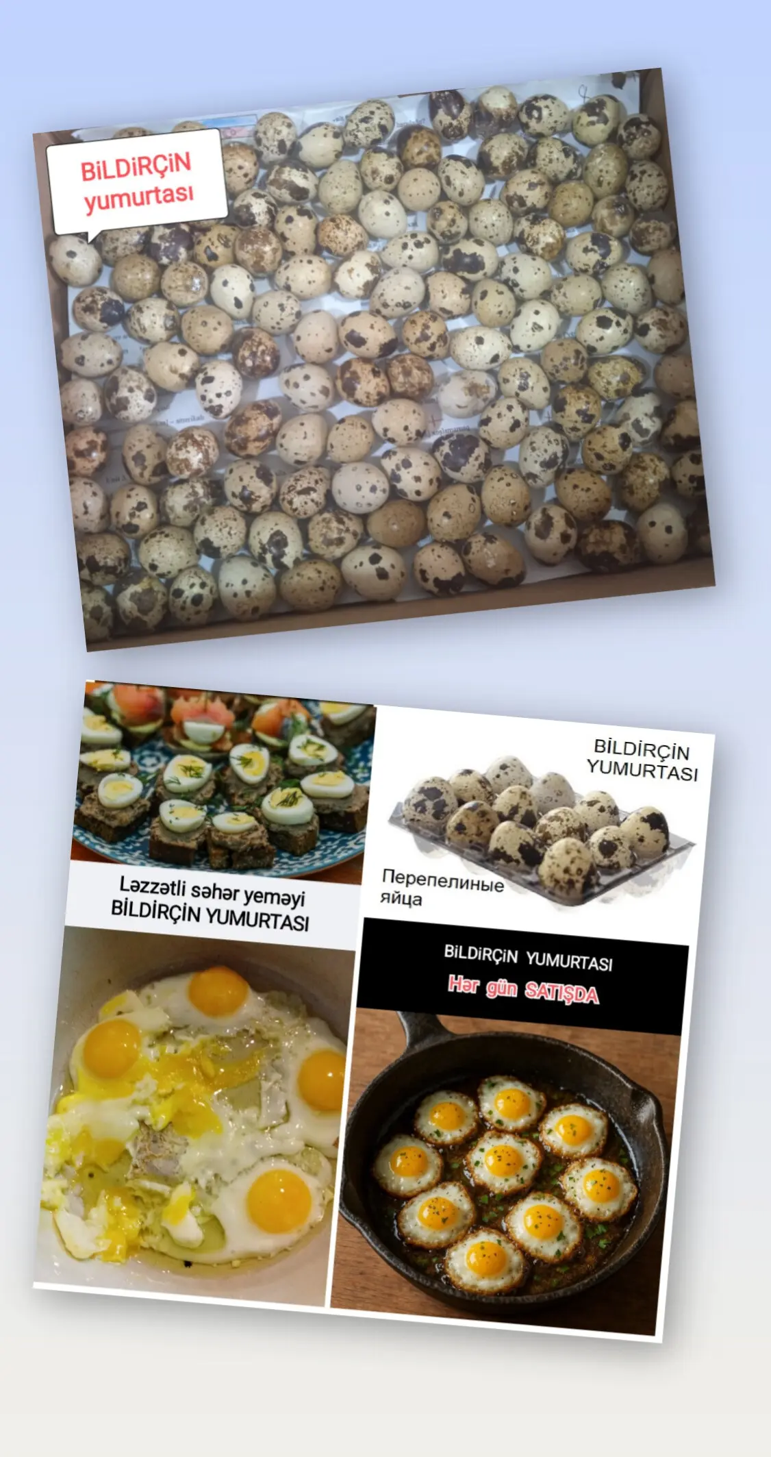BiLDİRÇİN YUMURTASI — Heyvanlar, Quşlar, Balıqlar, Bakı
