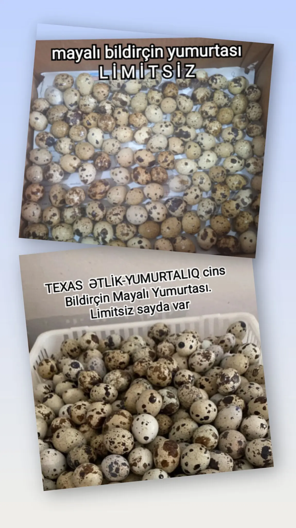 BiLDİRÇİN YUMURTASI — Heyvanlar, Quşlar, Balıqlar, Bakı