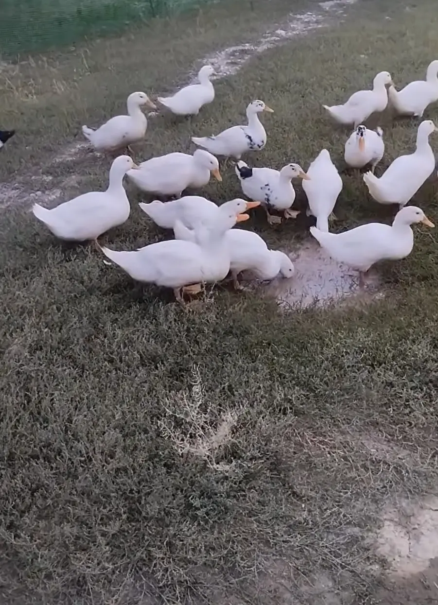 Ördəklər — Heyvanlar, Quşlar, Balıqlar, Salyan
