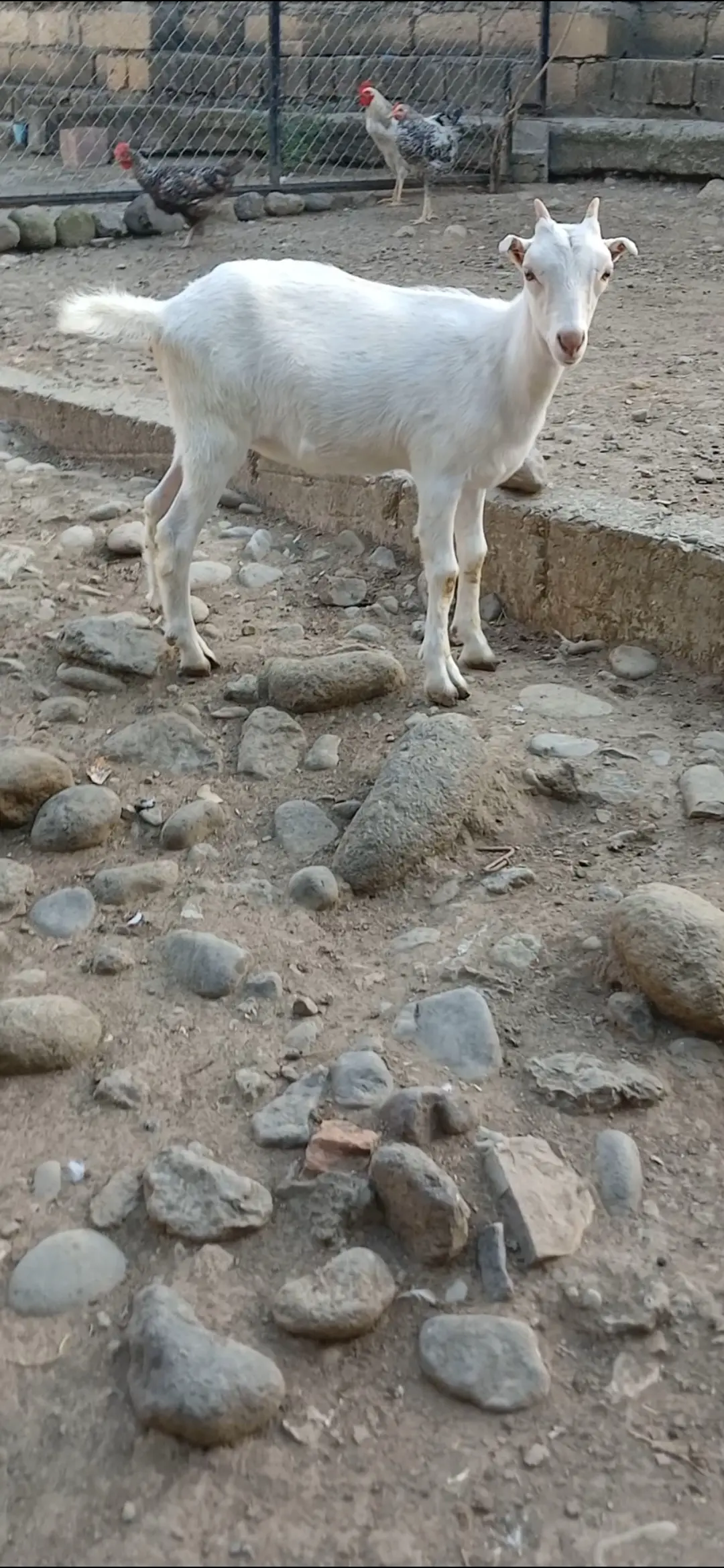 Çəpiş — Heyvanlar, Quşlar, Balıqlar, Lənkəran