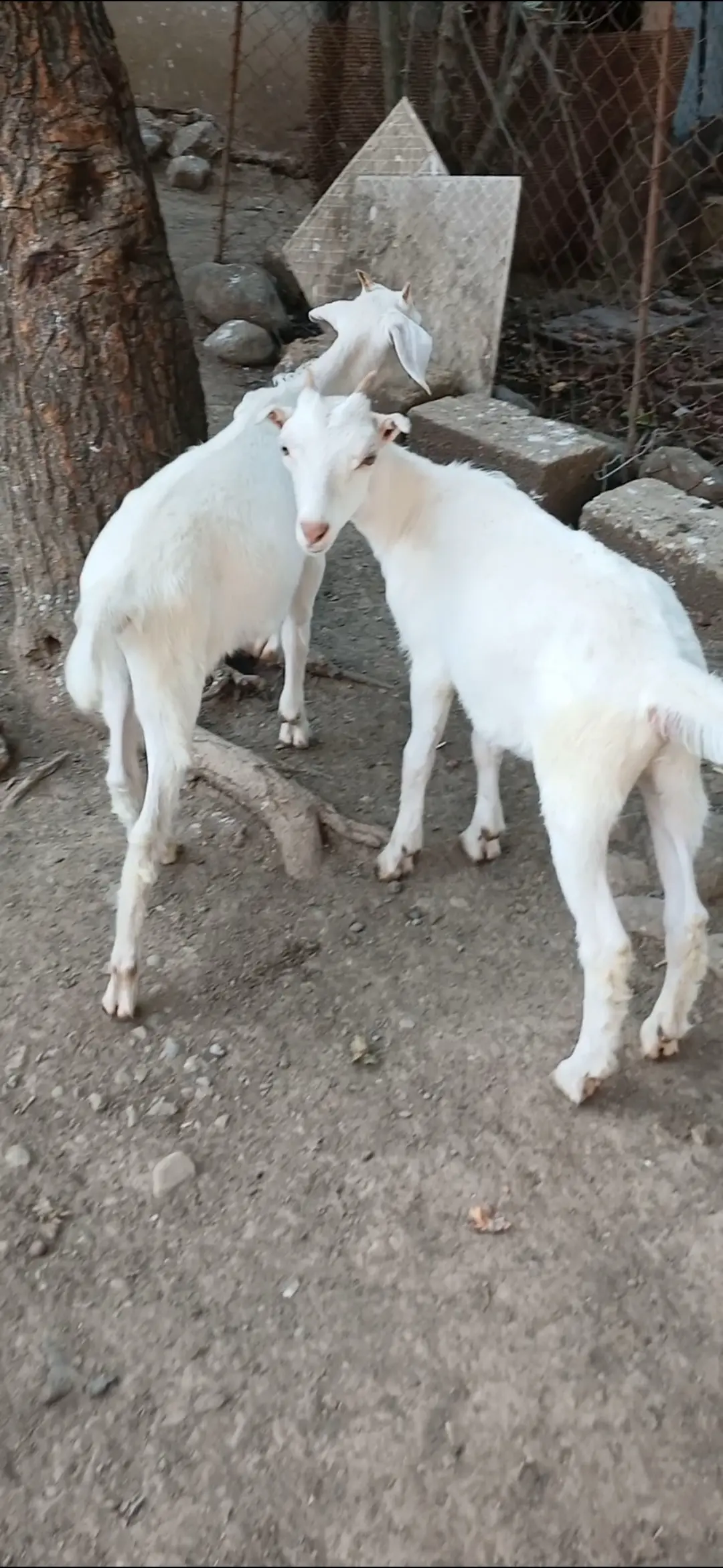 Çəpiş — Heyvanlar, Quşlar, Balıqlar, Lənkəran
