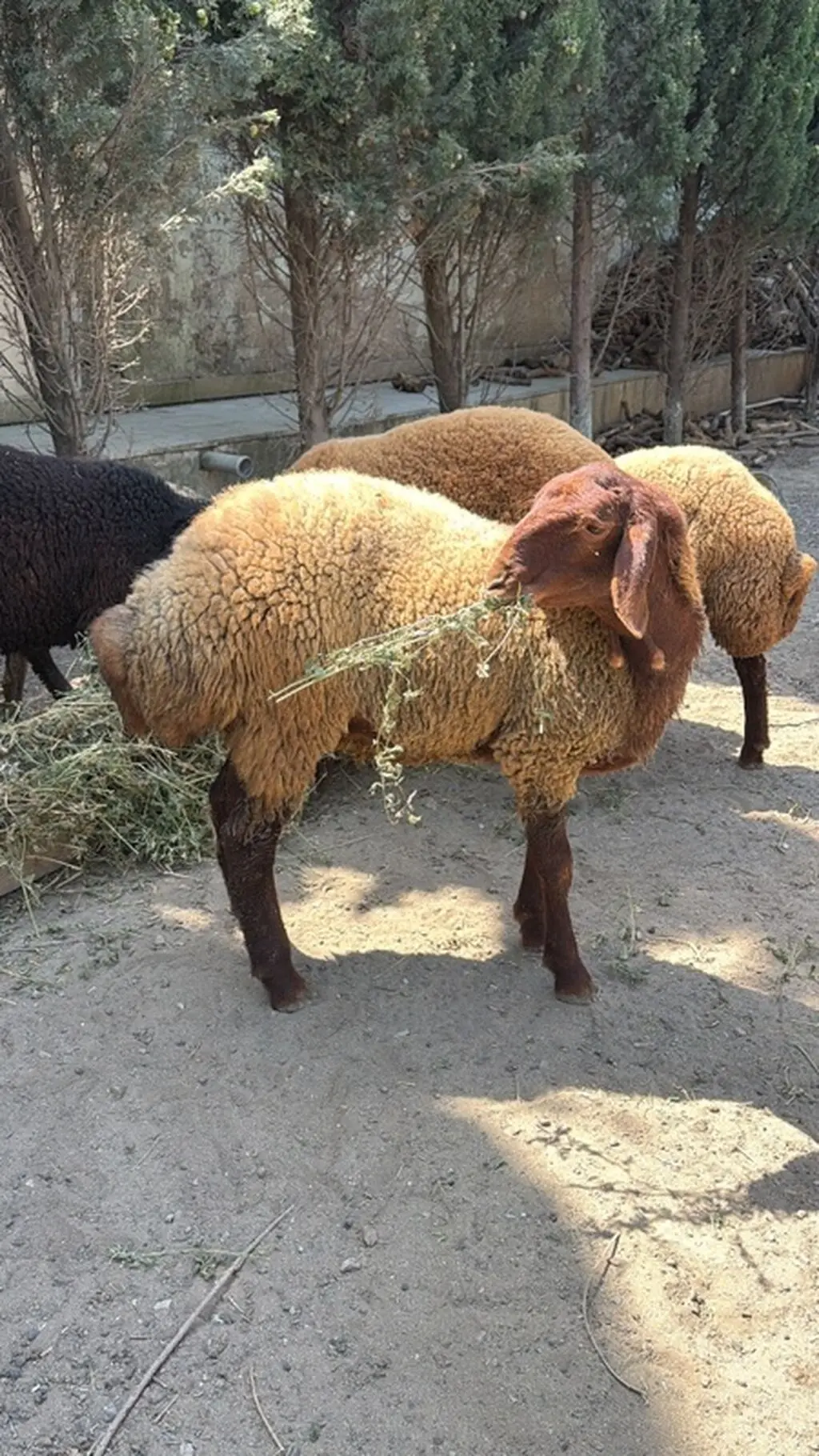 QOYUNLAR — Heyvanlar, Quşlar, Balıqlar, Bakı
