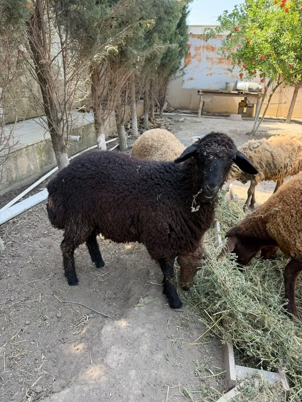 QOYUNLAR — Heyvanlar, Quşlar, Balıqlar, Bakı