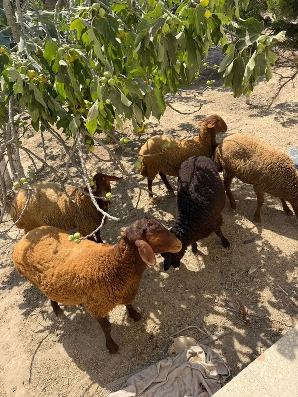QOYUNLAR — Heyvanlar, Quşlar, Balıqlar, Bakı