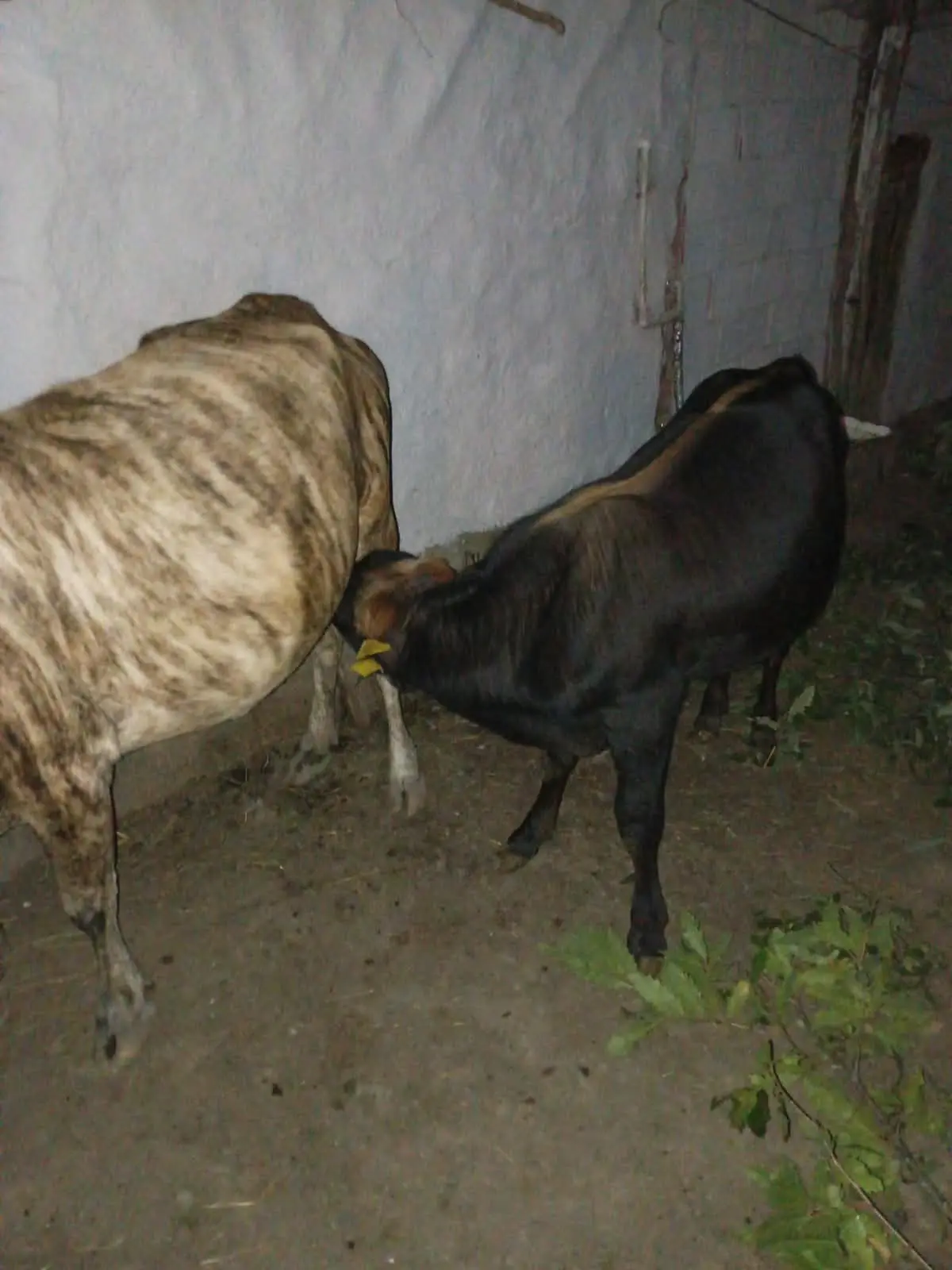 Balalı inək — Heyvanlar, Quşlar, Balıqlar, Lerik