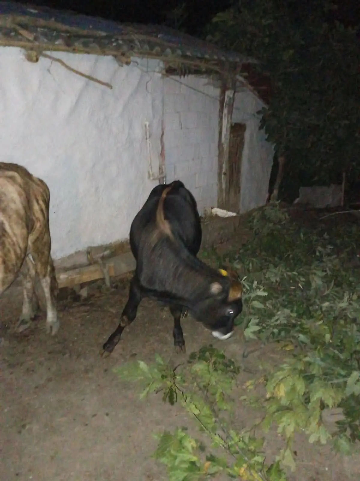 Balalı inək — Heyvanlar, Quşlar, Balıqlar, Lerik