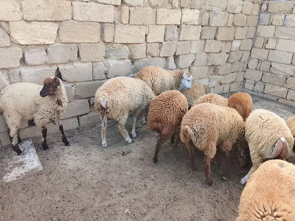QOYUNLAR — Heyvanlar, Quşlar, Balıqlar, Bakı