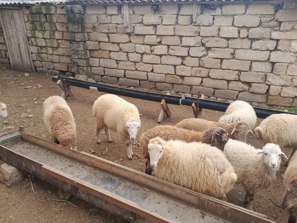 Quzular — Heyvanlar, Quşlar, Balıqlar, Bakı