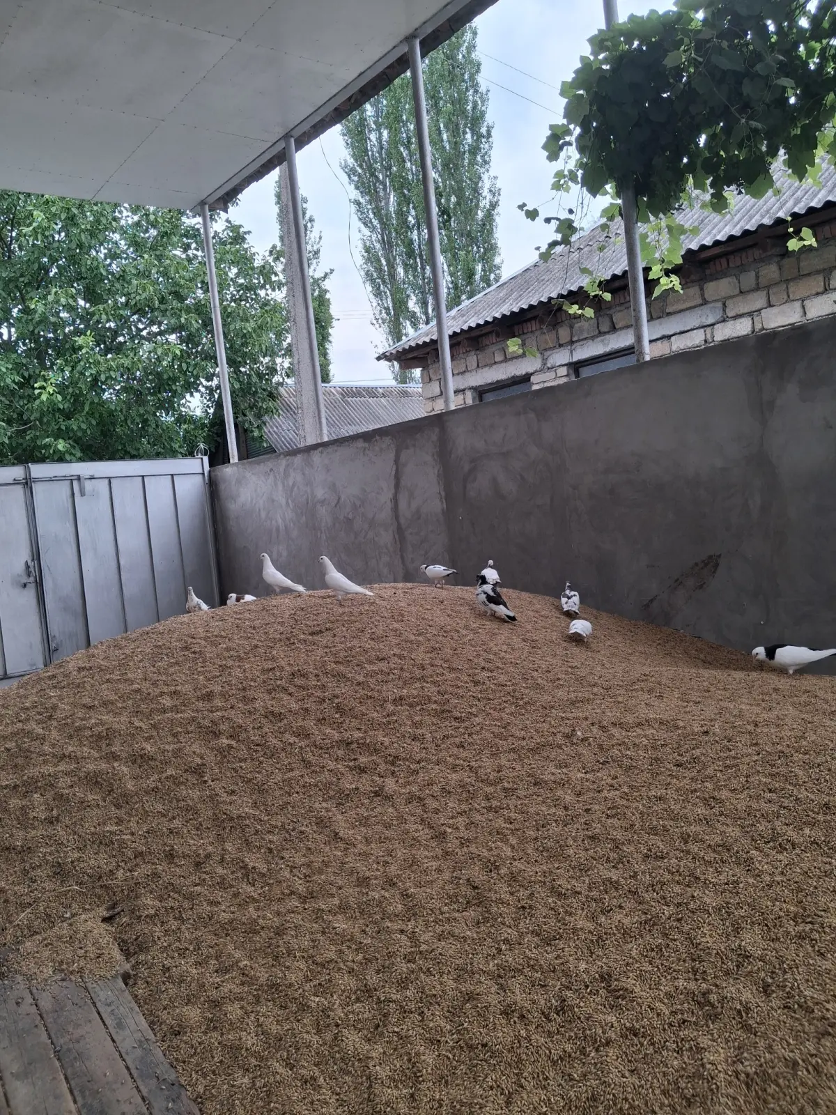 ARPA — Dənlilər, Otlar Yemlər,  Bitkilər, Şəki