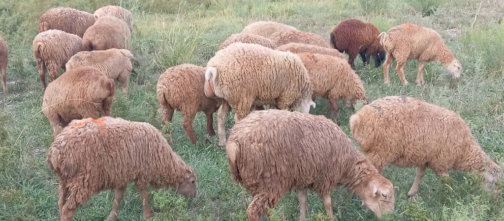 Quzular — Heyvanlar, Quşlar, Balıqlar, Ağsu