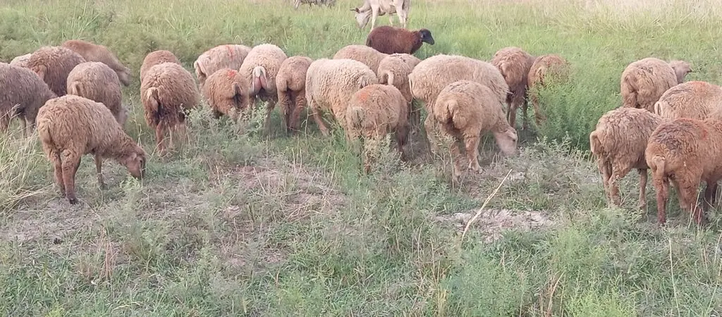 Quzular — Heyvanlar, Quşlar, Balıqlar, Ağsu