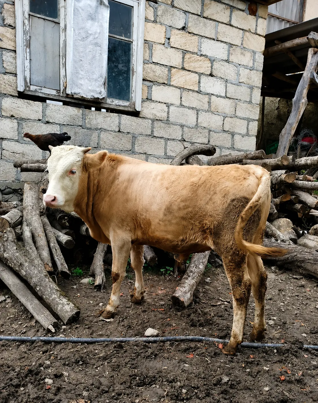 Dana — Heyvanlar, Quşlar, Balıqlar, Qusar