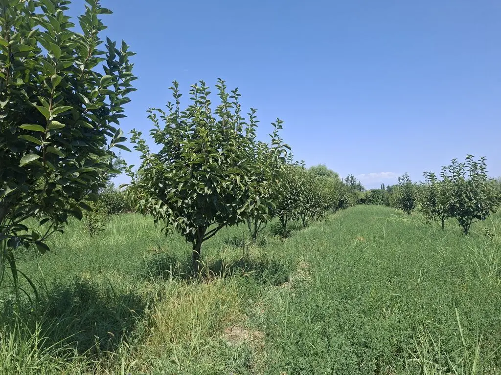 MEYVƏ BAĞI — Kənd Təsərrüfatı Əmlakı, Göyçay