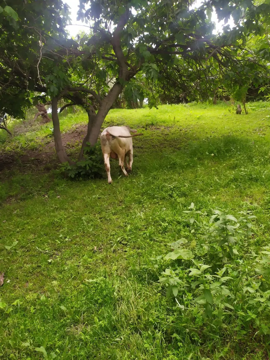 Dana — Heyvanlar, Quşlar, Balıqlar, Goranboy