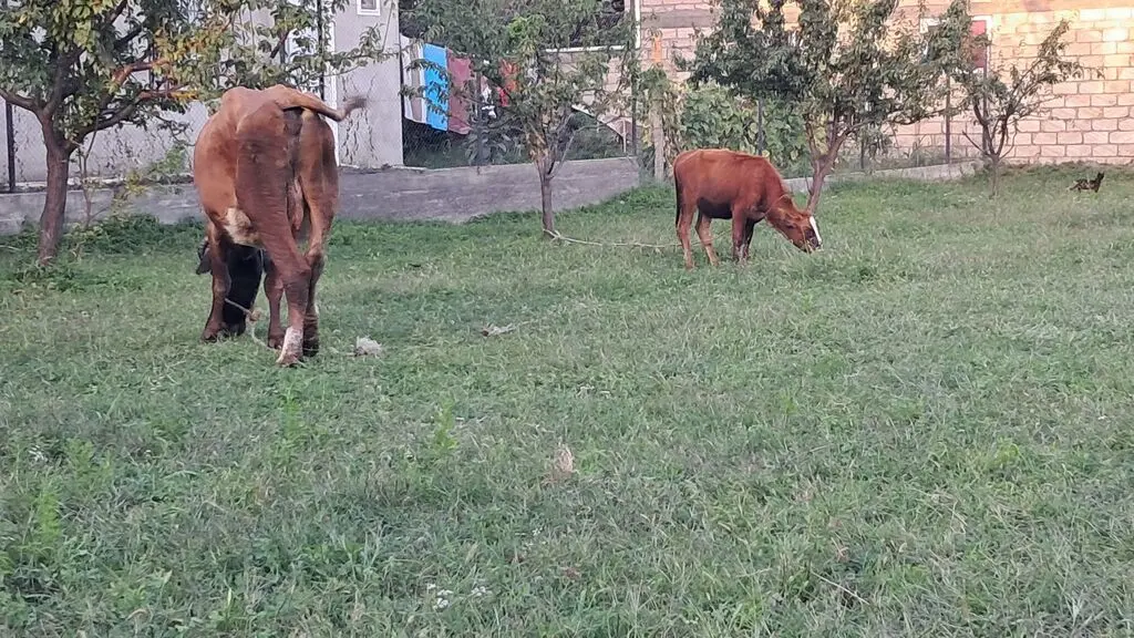 Balalı inək — Heyvanlar, Quşlar, Balıqlar, Quba