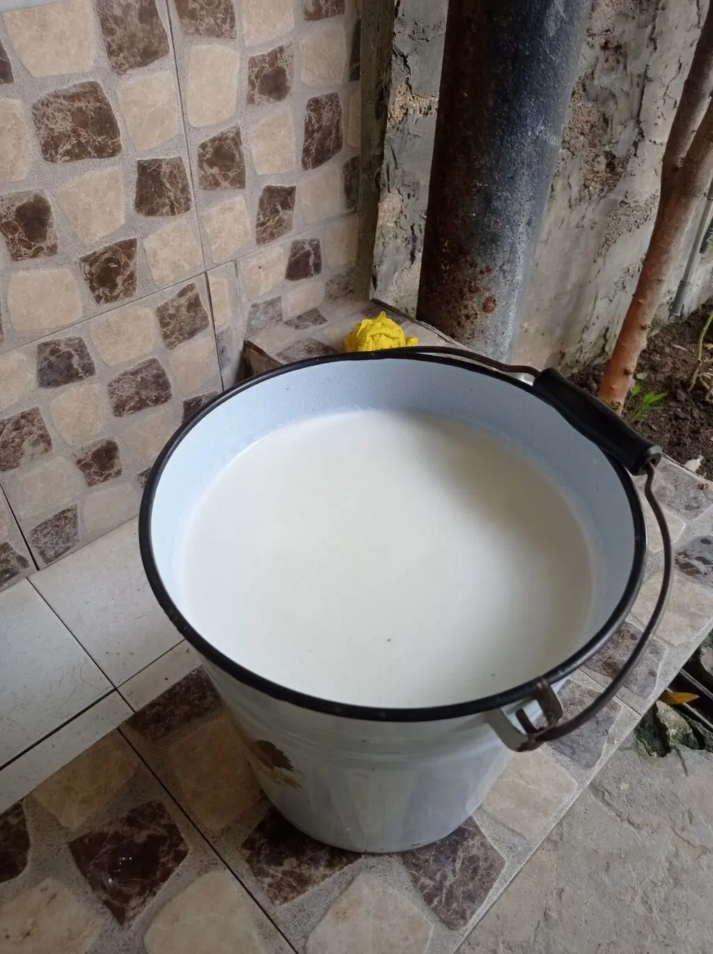 BALALI İNƏK — Heyvanlar, Quşlar, Balıqlar, Bakı