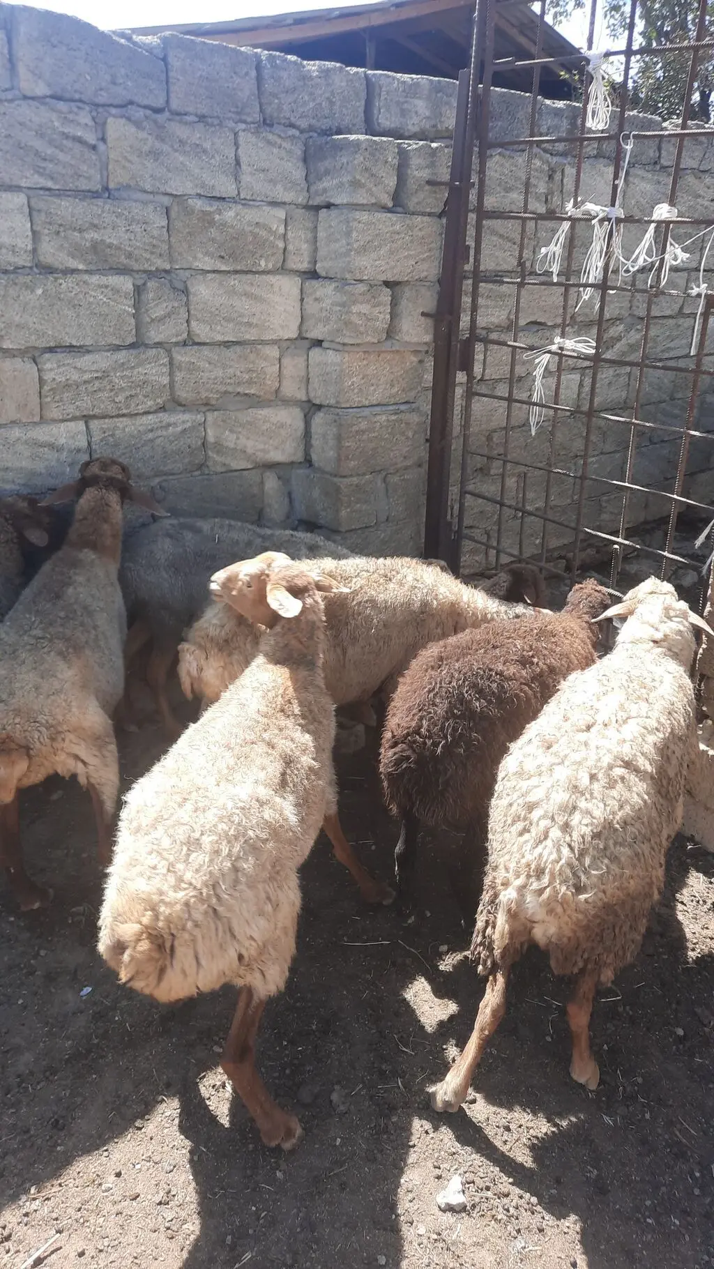 QOYUNLAR — Heyvanlar, Quşlar, Balıqlar, Bakı