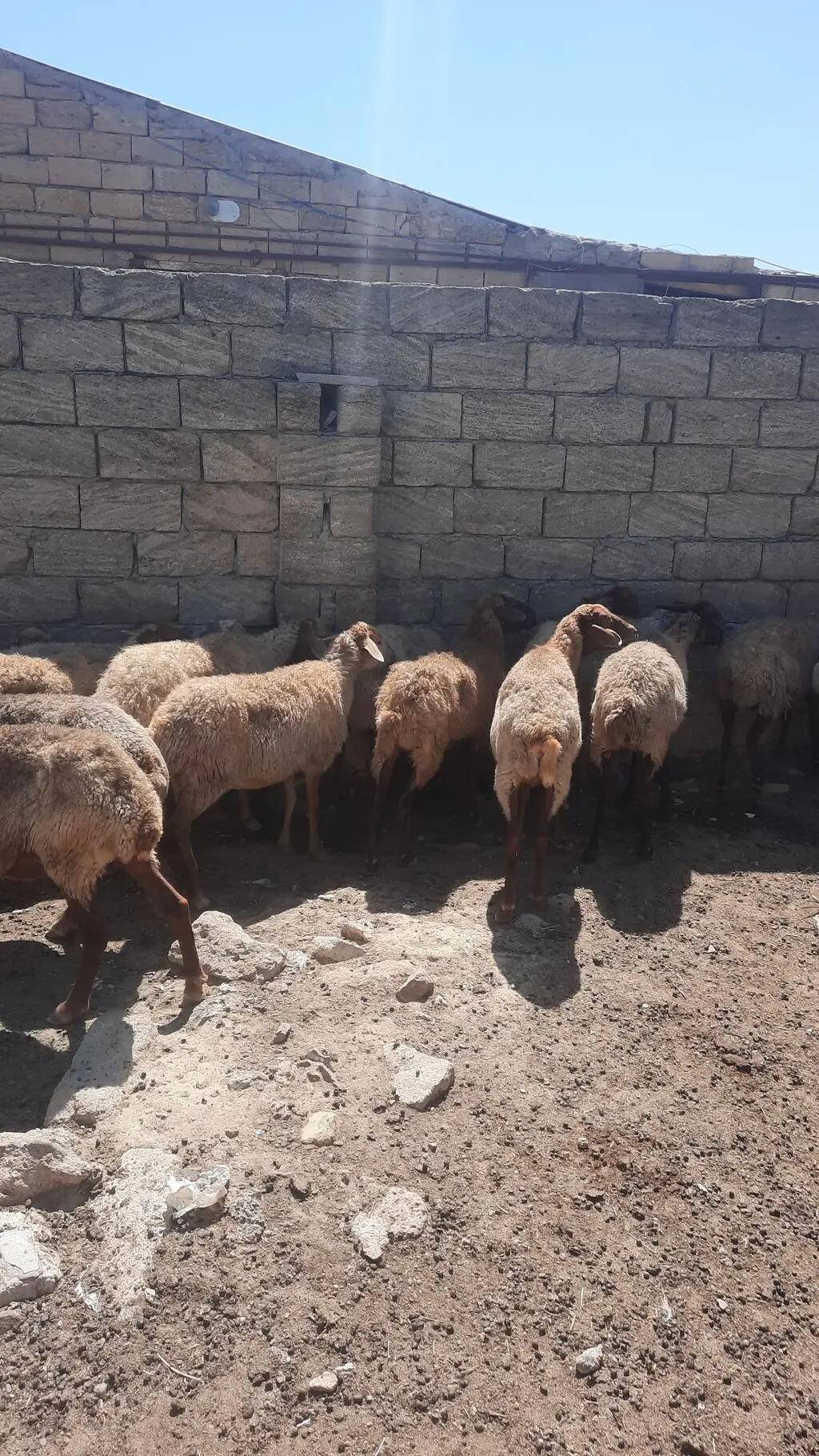 QOYUNLAR — Heyvanlar, Quşlar, Balıqlar, Bakı