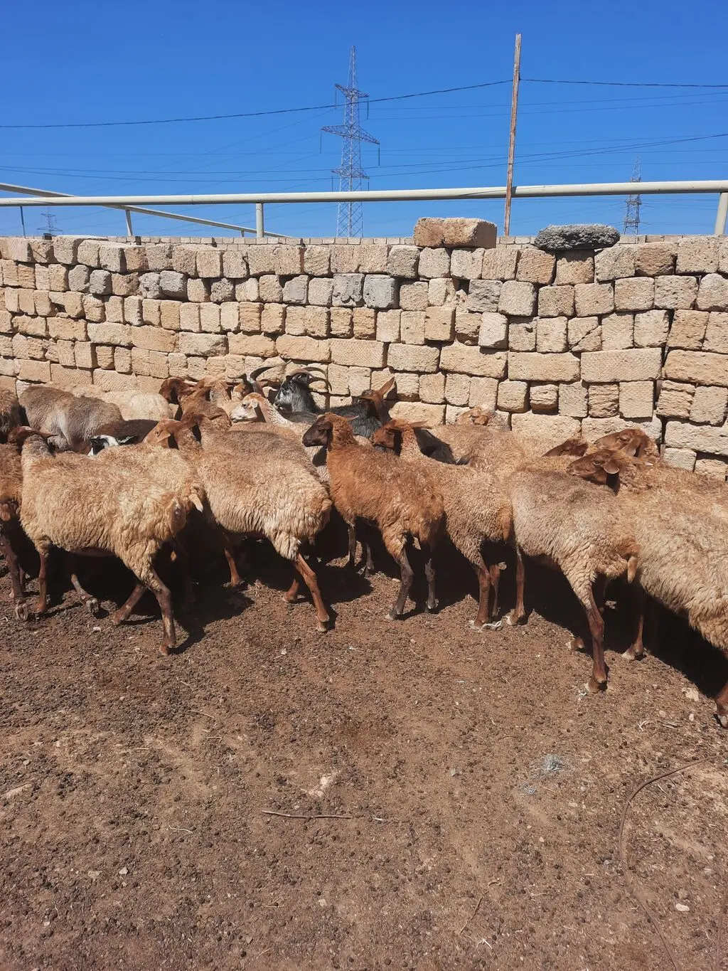 QOYUNLAR — Heyvanlar, Quşlar, Balıqlar, Bakı
