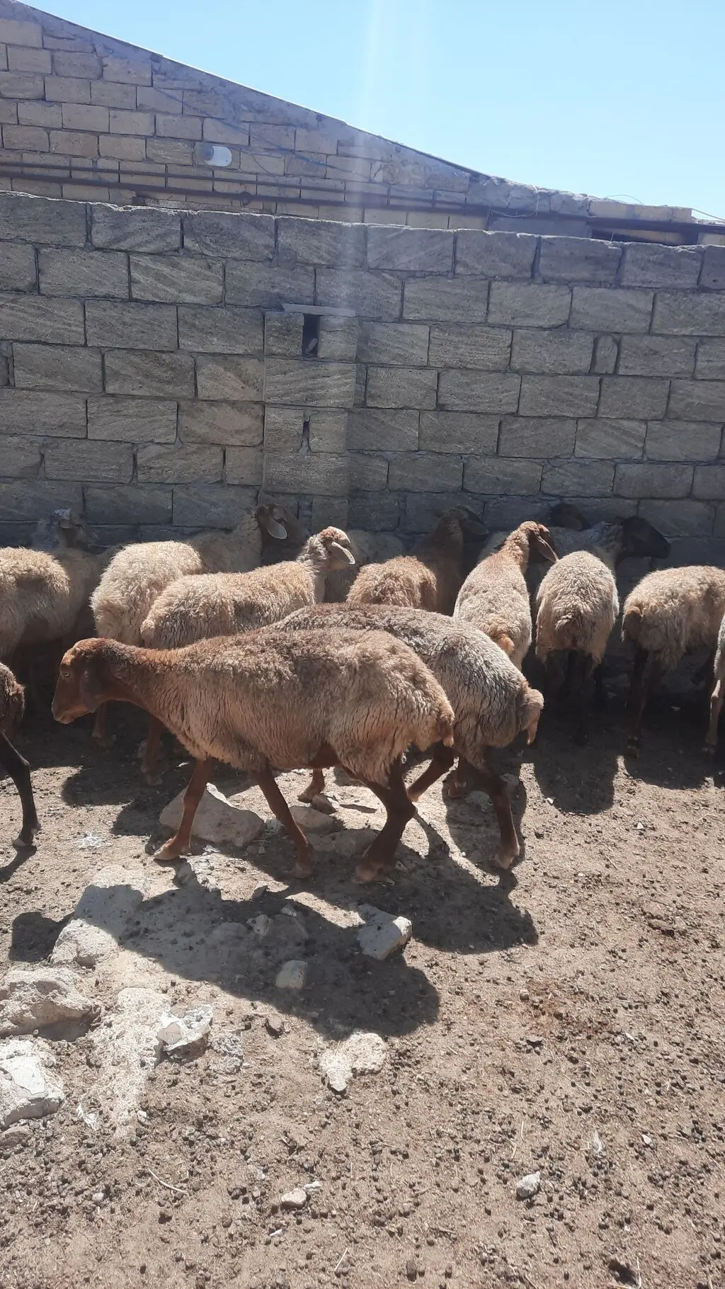 QOYUNLAR — Heyvanlar, Quşlar, Balıqlar, Bakı
