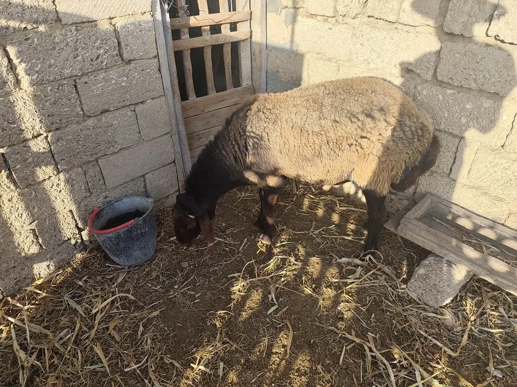 Qoç — Heyvanlar, Quşlar, Balıqlar, Bakı