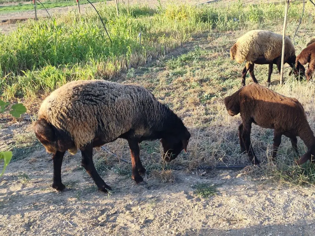 Qoç — Heyvanlar, Quşlar, Balıqlar, Bakı