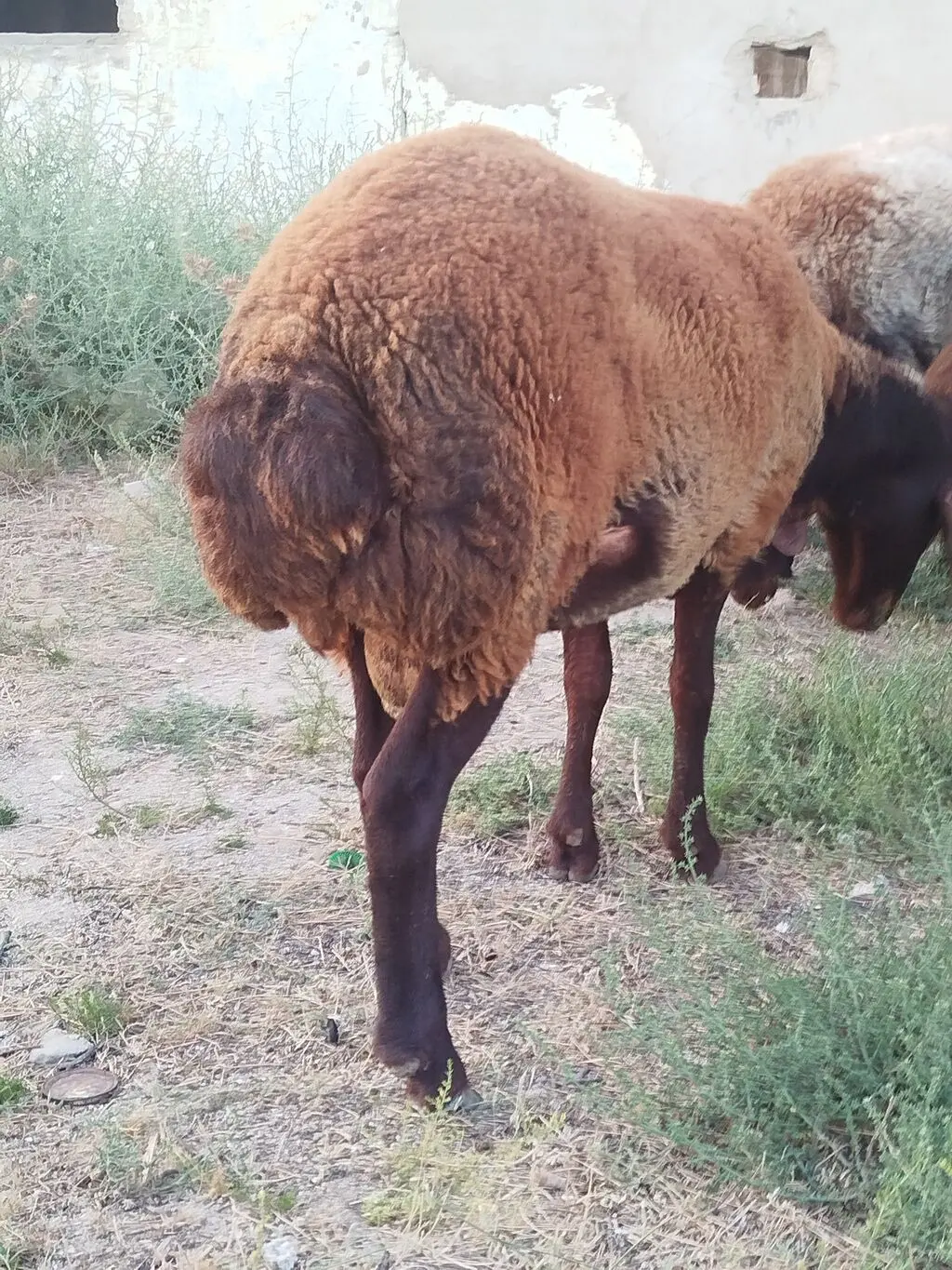 QOYUNLAR — Heyvanlar, Quşlar, Balıqlar, Bakı