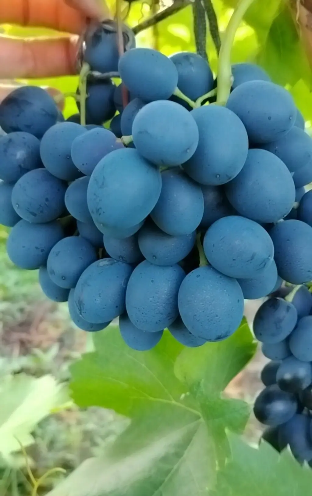 ÜZÜM — Meyvə və Giləmeyvə, Tovuz