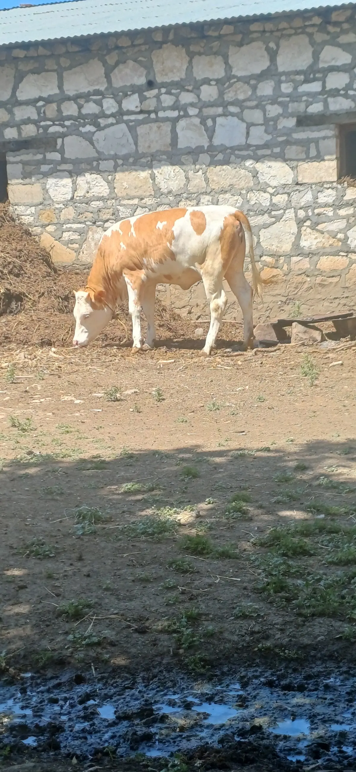 Dana — Heyvanlar, Quşlar, Balıqlar, Şəmkir