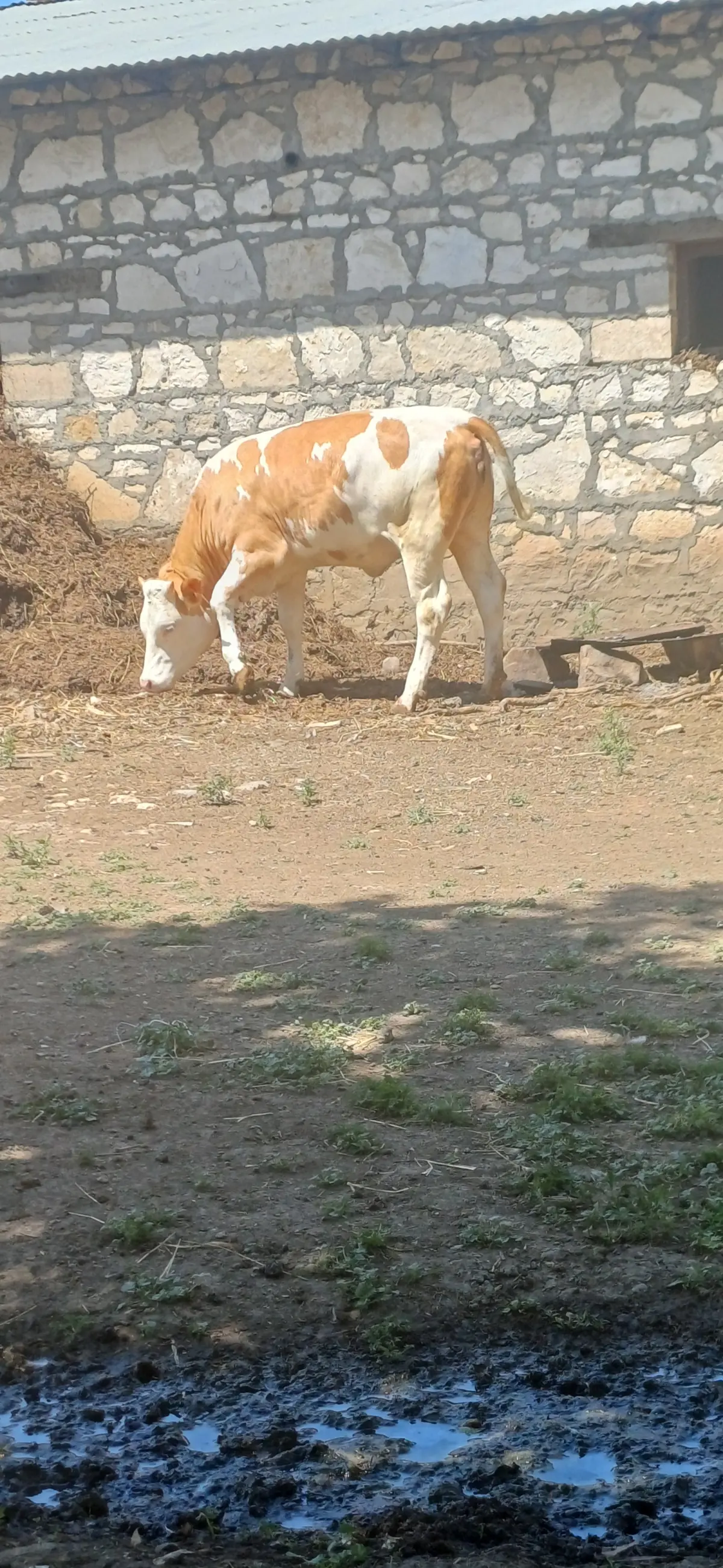 Dana — Heyvanlar, Quşlar, Balıqlar, Şəmkir