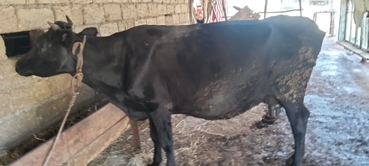 BALALI İNƏK — Heyvanlar, Quşlar, Balıqlar, Astara