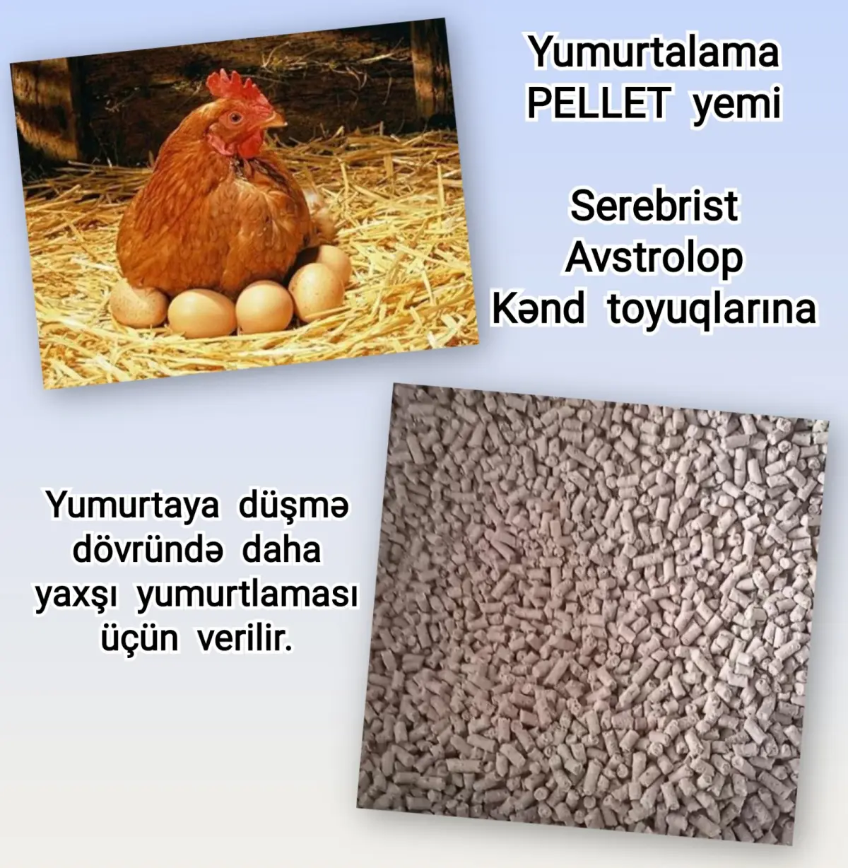YEM — Dənlilər, Otlar Yemlər,  Bitkilər, Bakı
