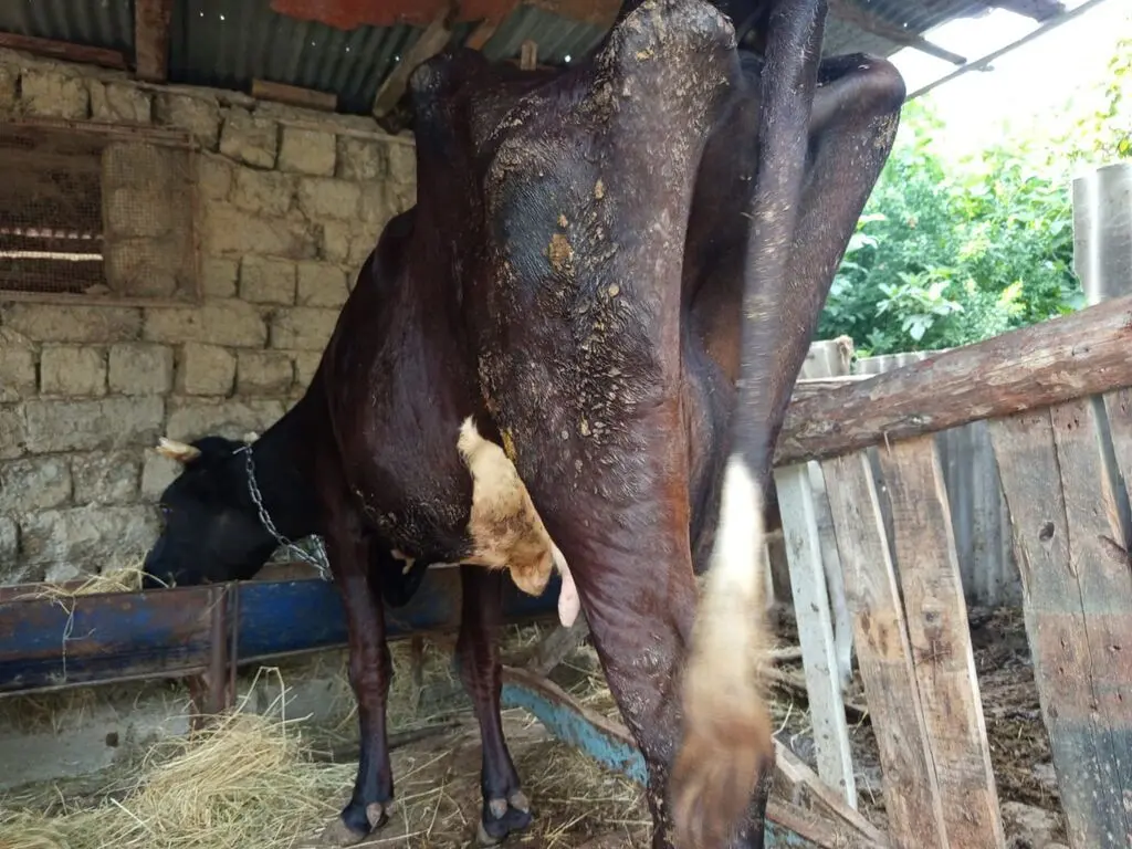 İNƏK — Heyvanlar, Quşlar, Balıqlar, Xaçmaz