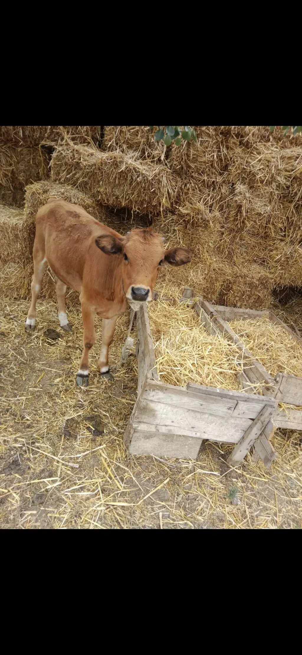 buzovlar — Heyvanlar, Quşlar, Balıqlar, Cəlilabad