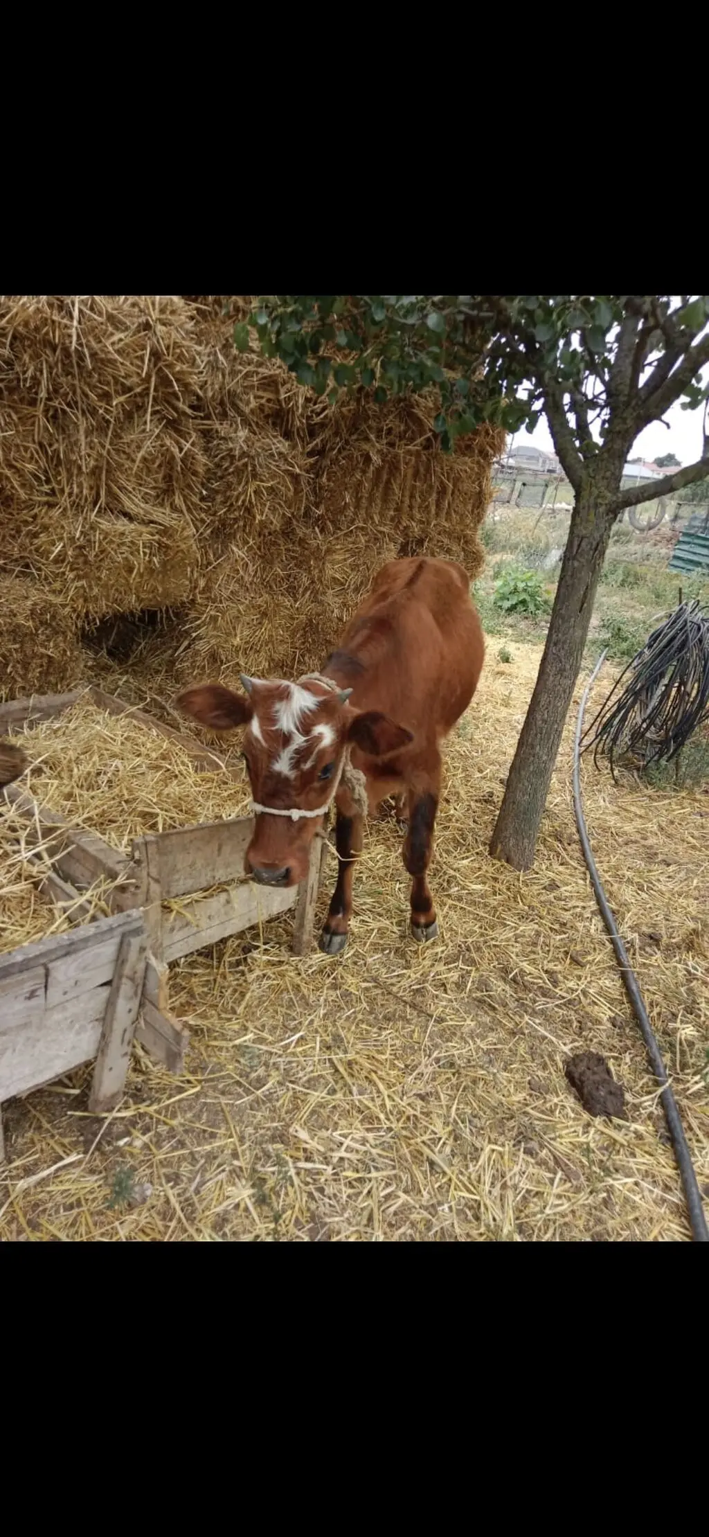 buzovlar — Heyvanlar, Quşlar, Balıqlar, Cəlilabad