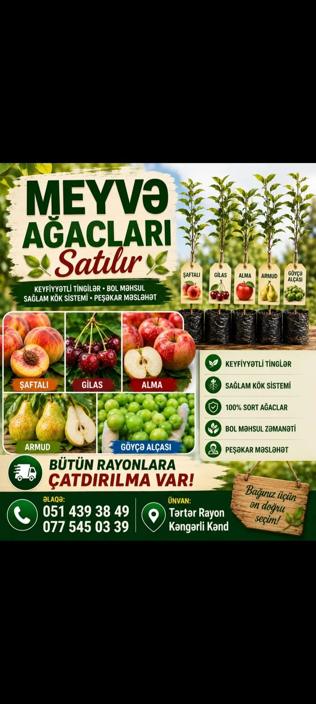 Tinglər — Dənlilər, Otlar Yemlər,  Bitkilər, Bakı