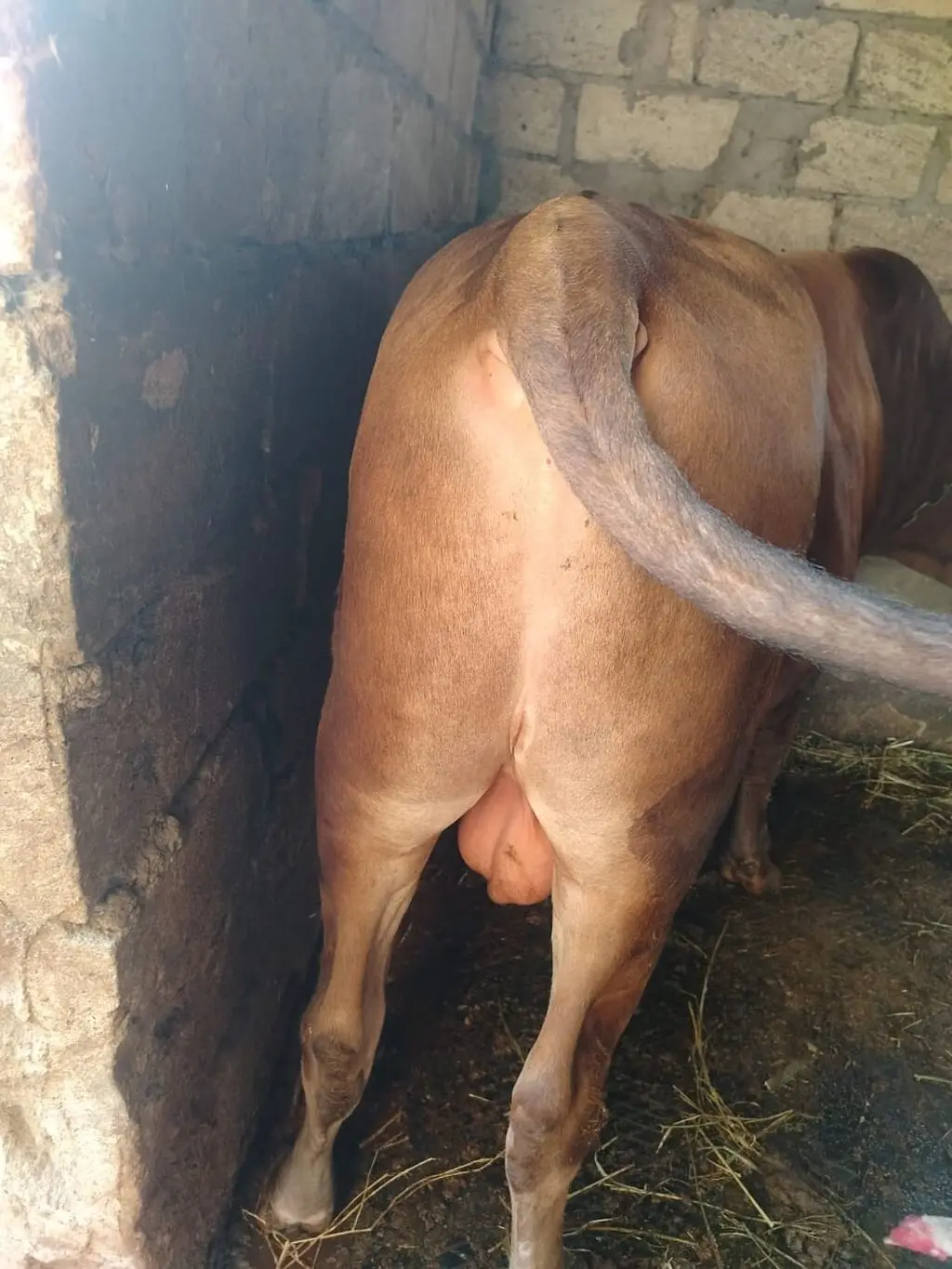 Dana — Heyvanlar, Quşlar, Balıqlar, Cəlilabad
