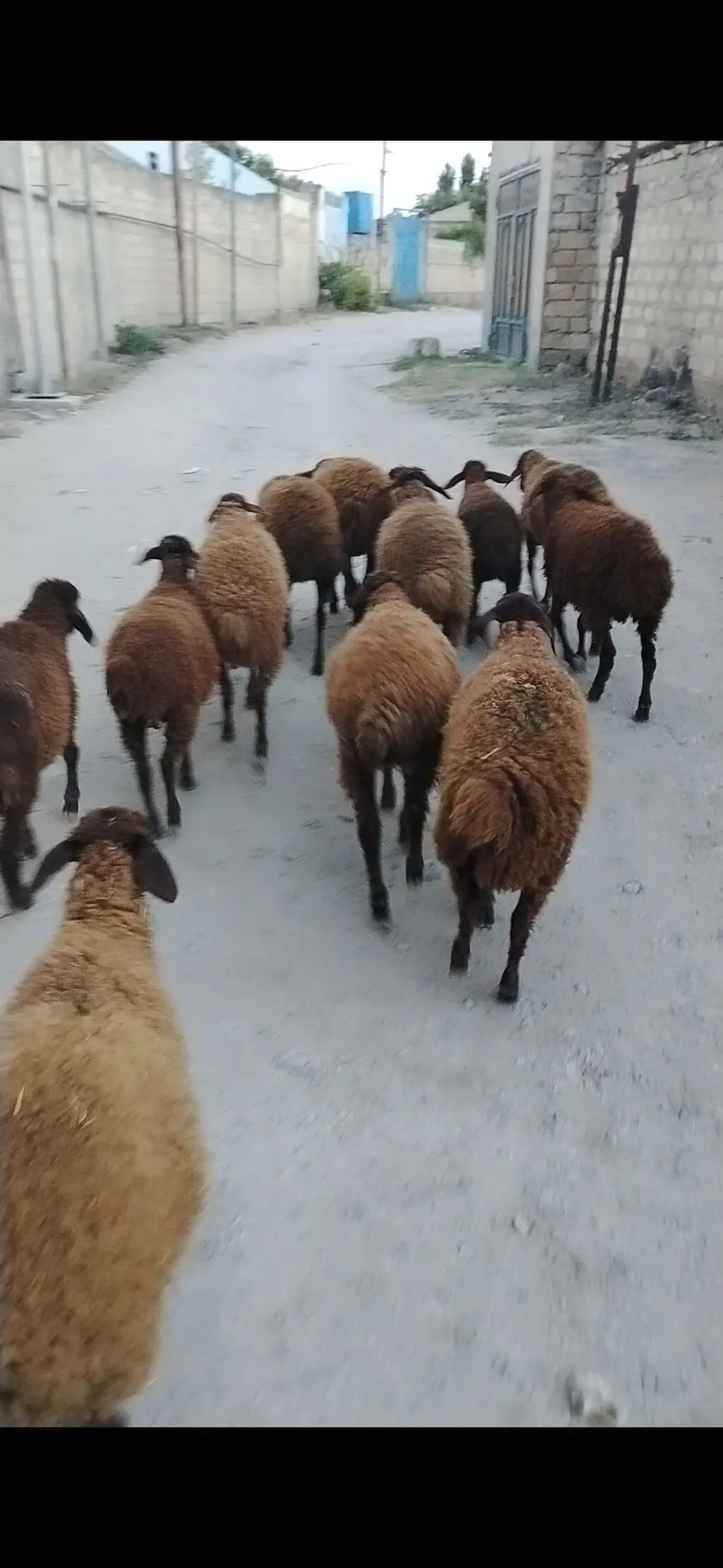 QUZULAR — Heyvanlar, Quşlar, Balıqlar, Bakı