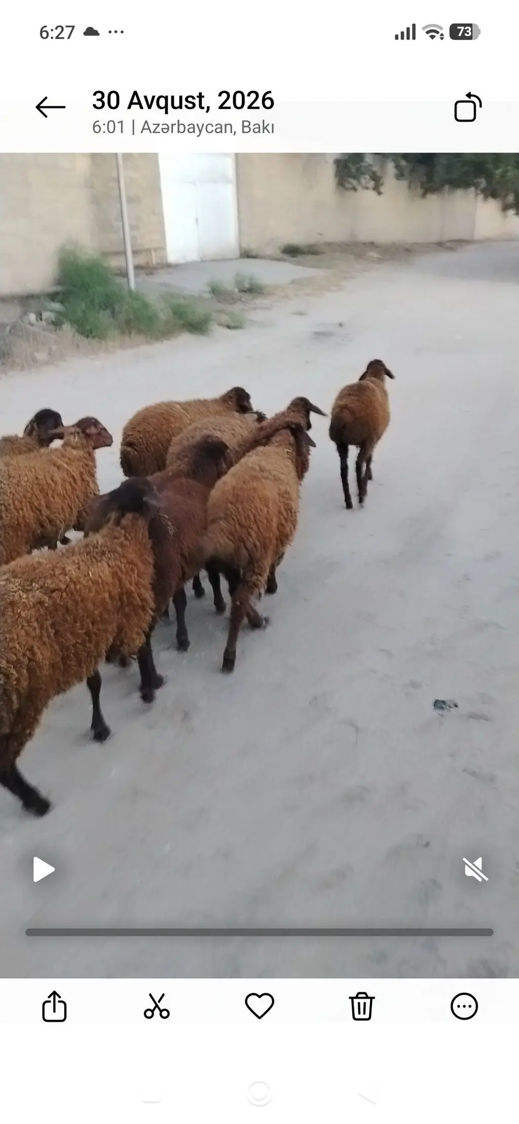 QUZULAR — Heyvanlar, Quşlar, Balıqlar, Bakı