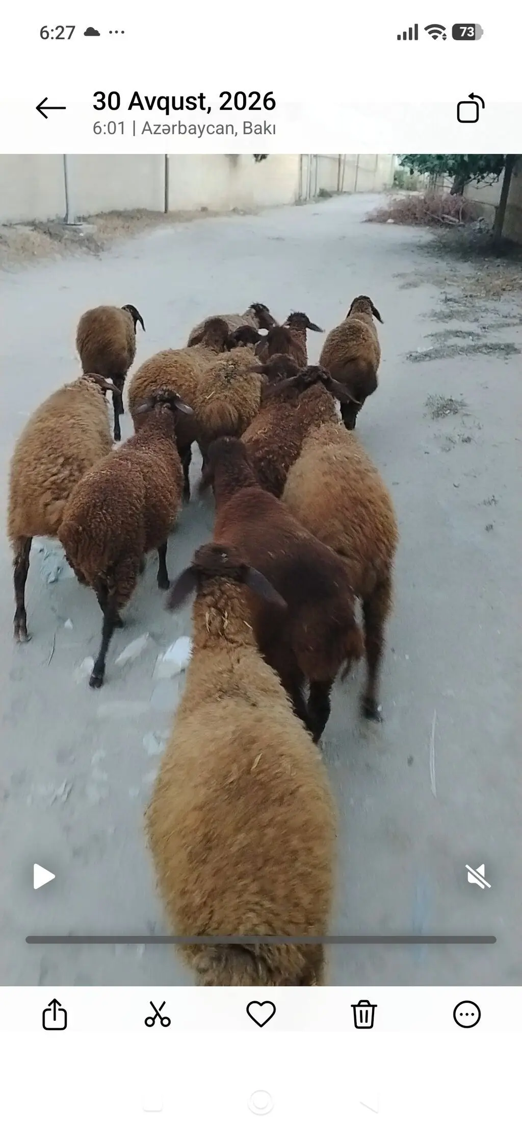 QUZULAR — Heyvanlar, Quşlar, Balıqlar, Bakı